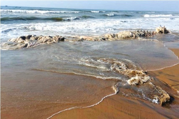 Plea for conservation as carcass of baleen whale washes ashore in Marakkanam