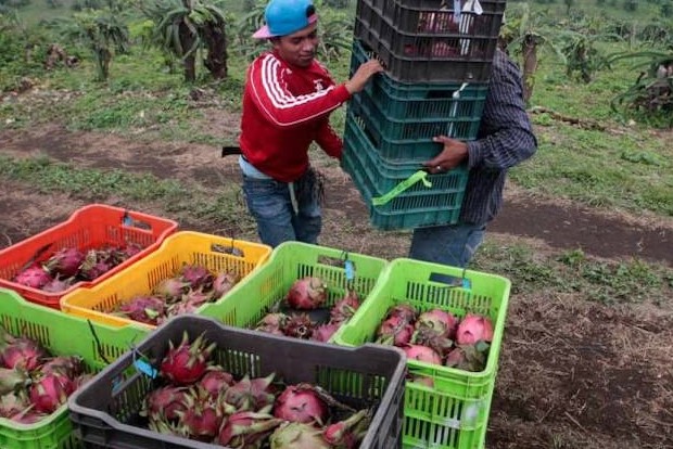 India exports first consignment of dragon fruit to Dubai India exports first consignment of dragon fruit to Dubai