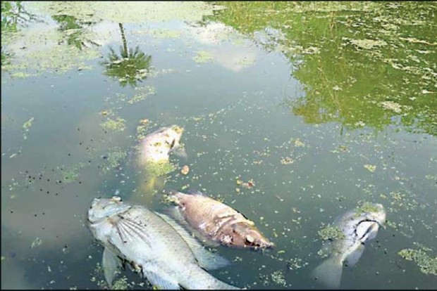 Fall in oxygen level kills hundreds of fish in Guwahati pond
