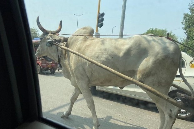 To beat fuel price blues, traders take to bullock carts in TN To beat fuel price blues, traders take to bullock carts in TN