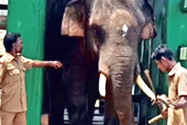 From terror to tamed: ‘Arisi Raja’ walks out of krall