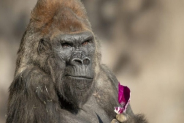 9 apes at San Diego Zoo get Covid vax