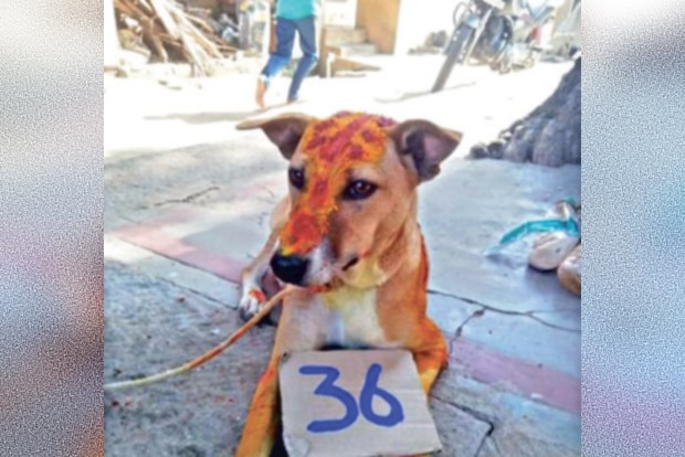 Denied permission for bull run, TN villagers conduct dog race