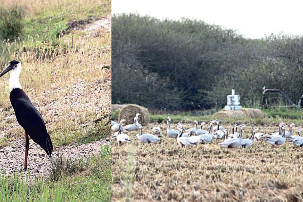 Migration season witnesses the arrival of unusual feathered guests at Karaivetti
