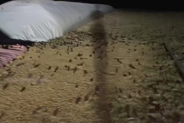 Plague of mice hits parts of rural Australia