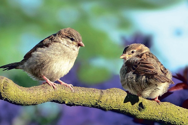 Lockdown helped sparrow population, but needs more work: Birdwatchers