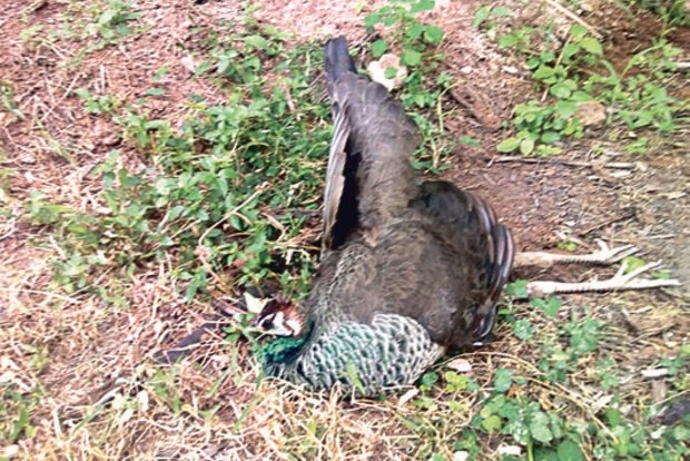 6 peahens found dead in Pollachi farm, poisoning suspected