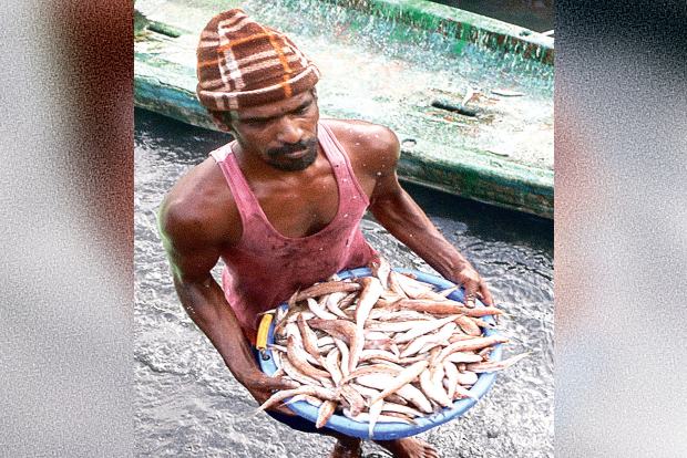 Price of wholesale fish slumps over past week due to supply surplus