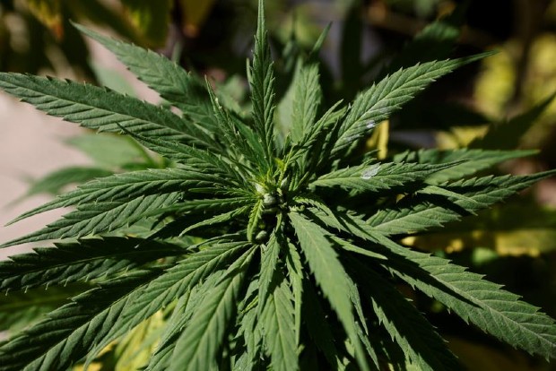 New York is latest state to legalize recreational marijuana