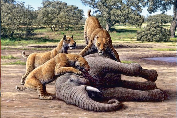 Saber-toothed cats subsisted on servings of baby mammoths