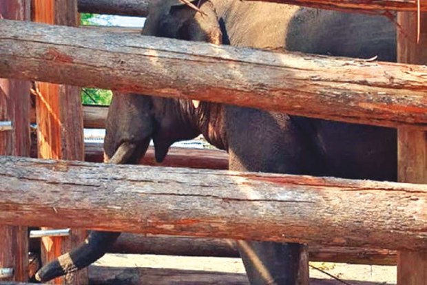 Wild jumbo Rivaldo put into kraal for treatment Wild jumbo Rivaldo put into kraal for treatment