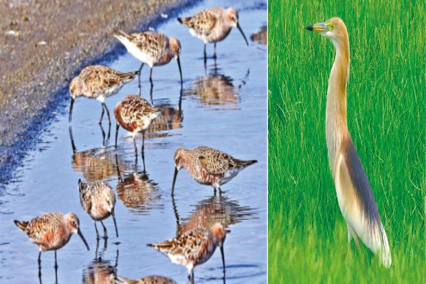 World Migratory Bird Day: Birders record breeding plumage marking end of season World Migratory Bird Day: Birders record breeding plumage marking end of season
