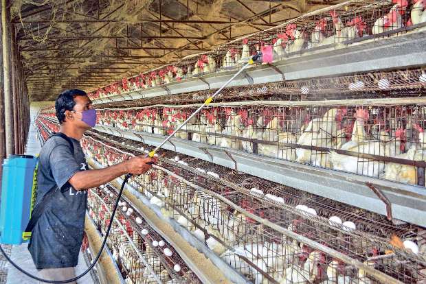 Bird flu detected at poultry farm in Punjabs Ludhiana Bird flu detected at poultry farm in Punjabs Ludhiana