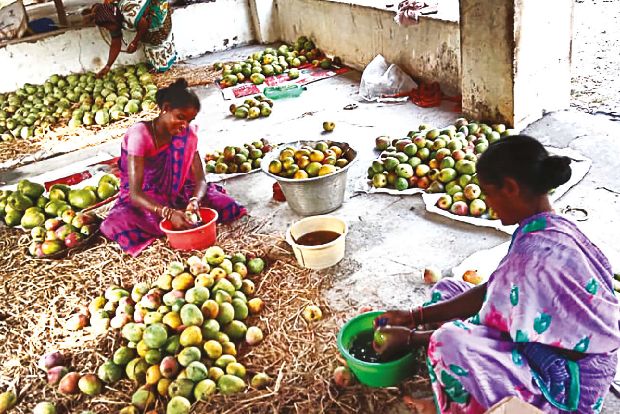 How to identify good mangoes How to identify good mangoes