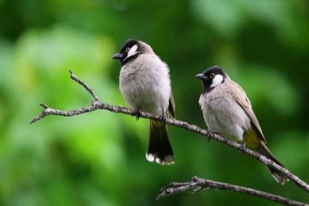Traffic noise causes song learning deficits in birds: Study