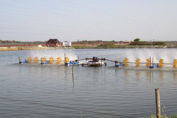 Kings Infra to invest over Rs 45 Cr to ramp up shrimp farms in TN