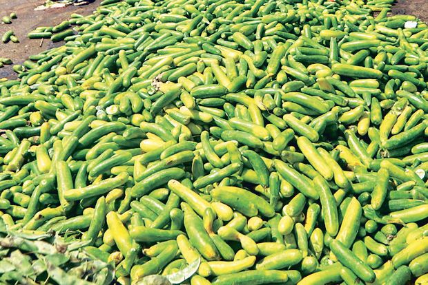 Dip in sales: 250 tonnes of vegetables go to waste at Koyambedu market daily