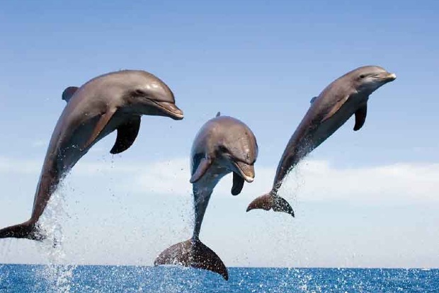 12 booked for killing dolphin in UP, 1 held
