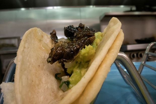 Guess whos coming to dinner? Virginia chef serves up tasty cicada tacos