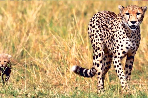 TN conservationists express reservation over cheetah translocation