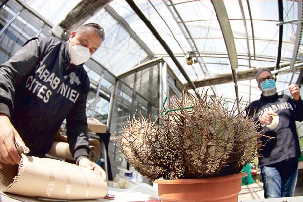 Global cactus traffickers cleaning out deserts Global cactus traffickers cleaning out deserts