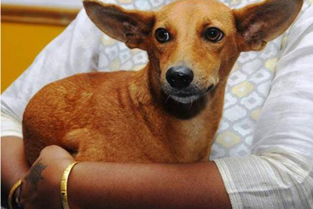 No reported case of COVID-19 transmission from animals to humans: PETA No reported case of COVID-19 transmission from animals to humans: PETA
