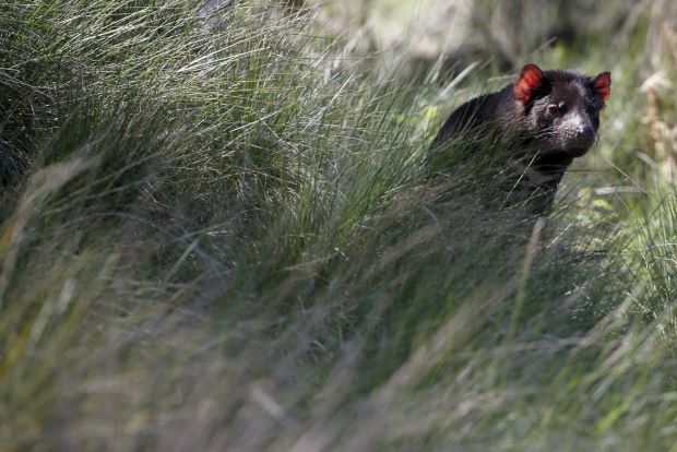 First Tasmanian Devils born in the wild of Australia mainland in 3,000 years