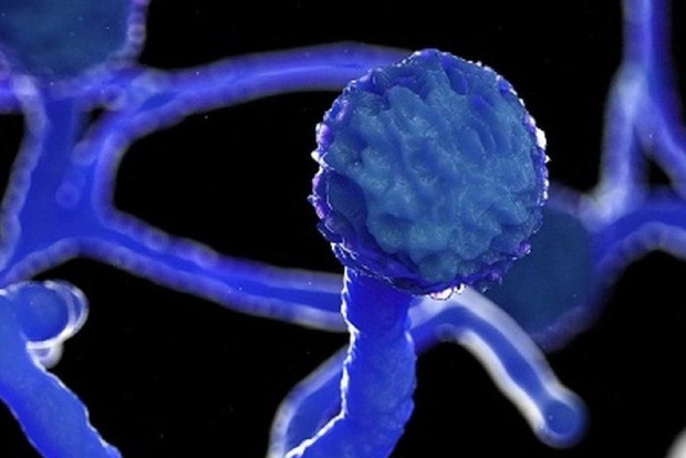 Bajaj Healthcare launches drug to treat black fungus infection in COVID-19 patients