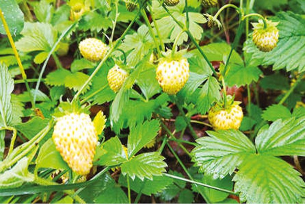Backyard Inquiry: Why strawberries turn a ghostly shade of white