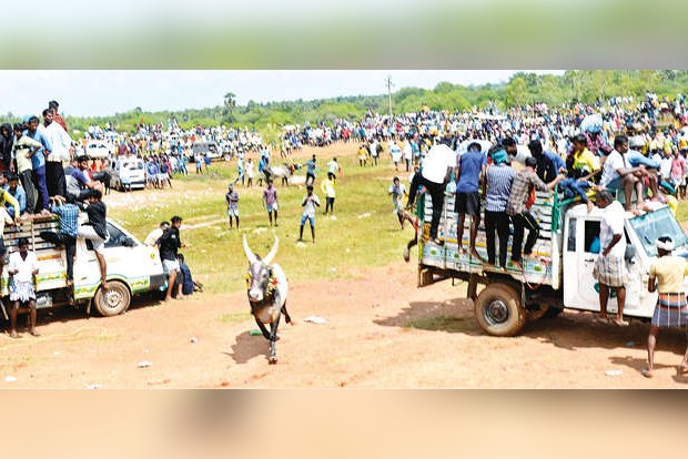 One killed, 50 injured in manjuvirattu held without permission in Pudukai