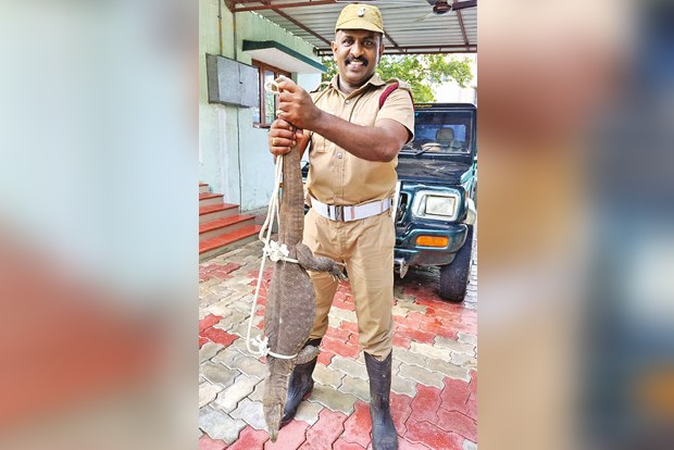 Monitor lizard caught in Tirunelveli