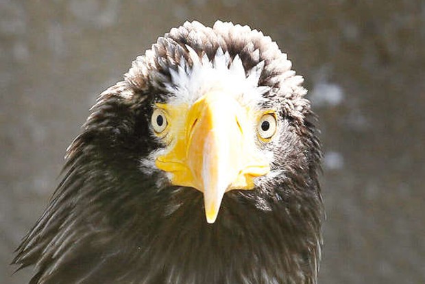 Transcontinental flight plans of a ‘lost’ eagle