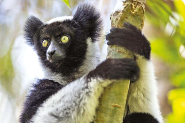 Madagascar’s got talent: Lemurs that sing with rhythm