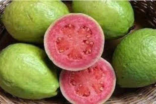 Famous pink guava loses colour due to weather change