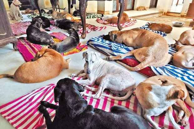 Keep your furry friends engaged during monsoon