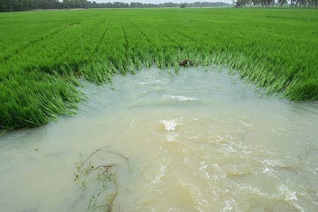 Crops in 1.50 lakh acres submerged in Delta districts