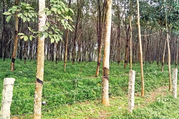 No work due to rains, need govt help: Rubber plantation workers
