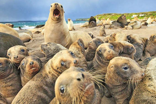 New Zealand’s sea lions are back, and crashing golf courses