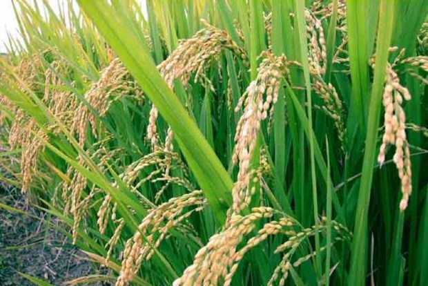 Tamil Nadu seeks extension of date for crop insurance enrollment Tamil Nadu seeks extension of date for crop insurance enrollment