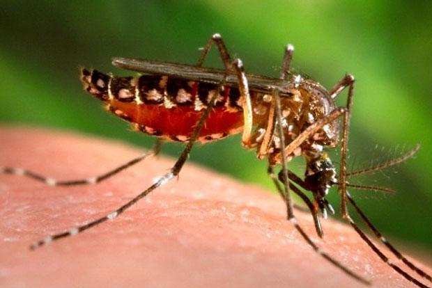 Dengue outbreak in Tamil Nadu ought to ring alarm bells
