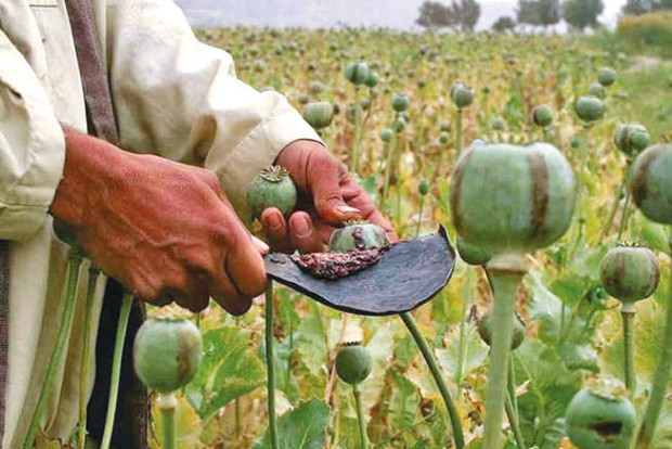 Dealing with the narco-terrorist Taliban