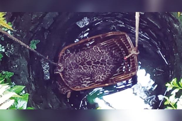 Wells brimming, Forest officials plan safety measures for wildlife