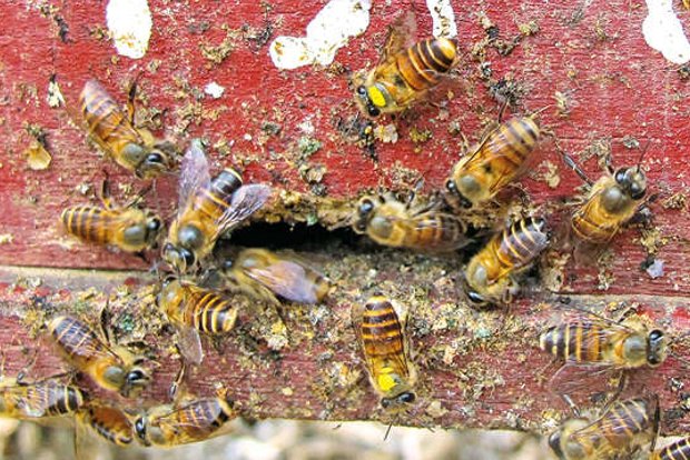 I scream, you scream, better believe it, bees scream too I scream, you scream, better believe it, bees scream too