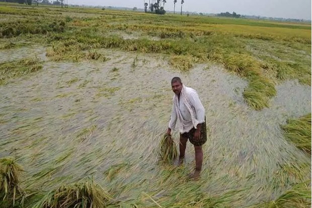 Tamil Nadu to conduct study on farmers losses due to heavy rain