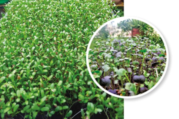 Alfalfa, purple radish: Microgreens in demand among Chennaiites Alfalfa, purple radish: Microgreens in demand among Chennaiites