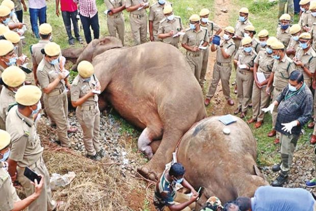 Train engine crew booked for death of elephants in Kovai