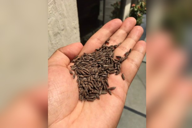 Black rice production in Assam now
