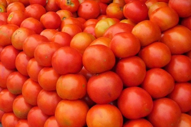 Tomato prices may stay high for another 2 months: Crisil