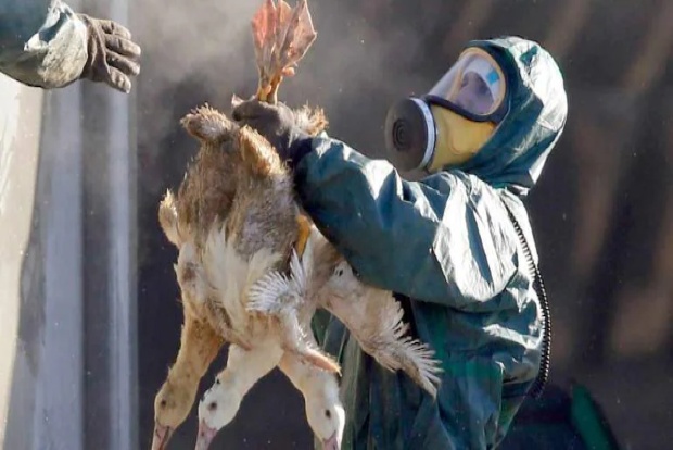 Bird flu confirmed in dead crows in MPs Agar Malwa, govt asks bordering districts to be vigilant