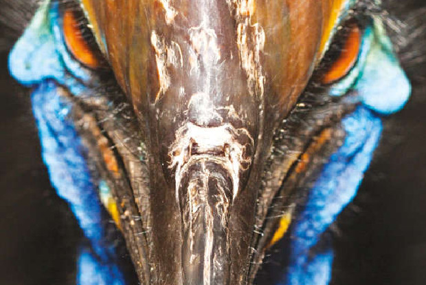 World’s deadliest bird reared by humans 18,000 years ago